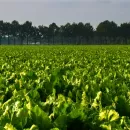 Урожайность сахарной свеклы в Хлевенском районе Липецкой области идет к 600 центнерам с га